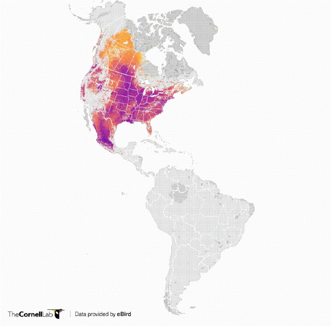 Fuente: The Cornell Lab.