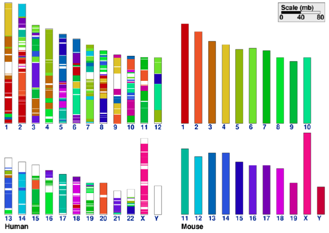Discriminabilidad varía de acuerdo al contexto. Fuente: Sinha and Meller, Cinteny: flexible analysis and visualization of synteny and genome rearrangements in multiple organisms.