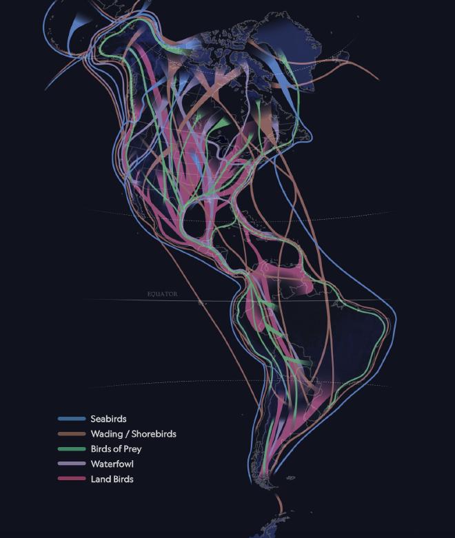 Billions of Birds Migrate.Where Do They Go? Fuente: National Geographic.